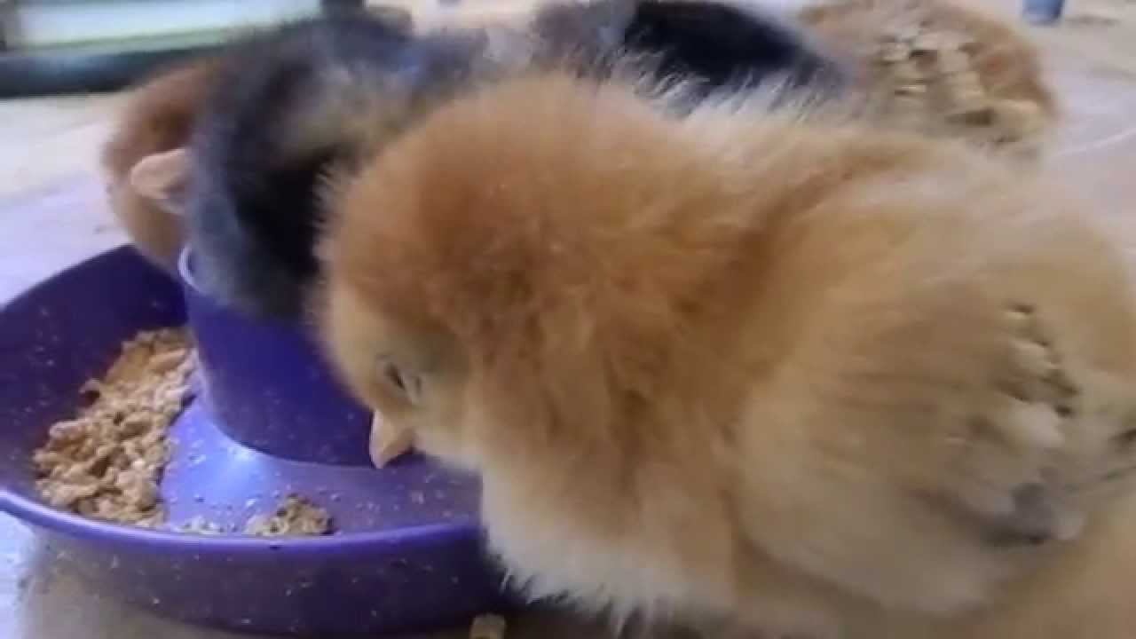 critters attack Chicks!