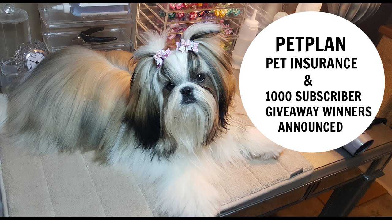 petplan-pet-insurance-and-giveaway-winners-from-1000-subscriber