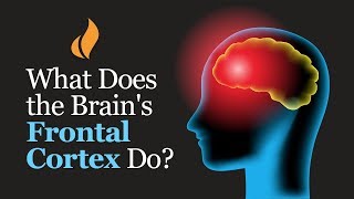 What Does the Brain's Frontal Cortex Do? (Professor Robert Sapolsky Explains)
