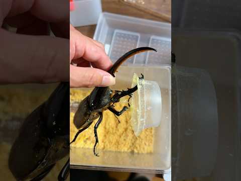 ちなみになぜか動きませんが生きてます ヘラクレスオオカブト Japan Beetle Insect