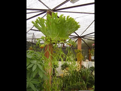 Video Cây Ổ Rồng Treo - youtube