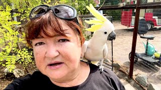 видео: ДОЖИЛИ! Кира летает надо мной,не дает общаться с Кешей и хочет меня клюнуть,РЕВНУЕТ! А Кеша СМЕЕТСЯ! картинка: ДОЖИЛИ! Кира летает надо мной,не дает общаться с Кешей и хочет меня клюнуть,РЕВНУЕТ! А Кеша СМЕЕТСЯ!