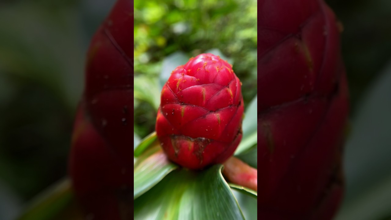 Plantas para curarCaña fuerte  (Costus Scaber)con pequeñas hormigas robando la escena en lente macro