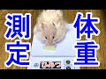 こんちゃん体重測定【ハムスター/hamster】