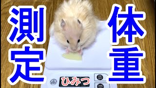 こんちゃん体重測定【ハムスター/hamster】