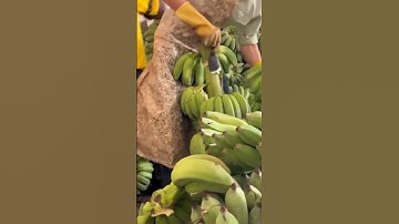 intelligent tools and techniques for cutting banana tumples #shorts
