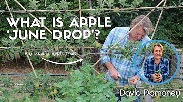 Waarom vallen mijn appels van de boom?