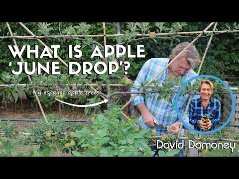 Video: Wat maakt dat appels van de boom vallen - Leer meer over voortijdige vruchtval van appels