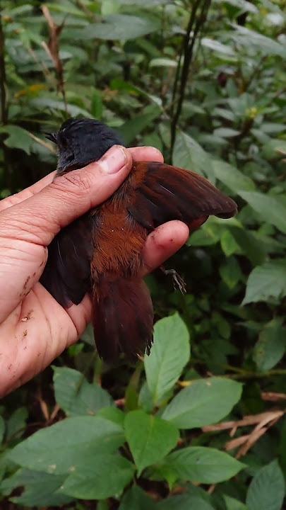 Kena jebakan , rilis burung cingcoang biru #cingcoangbiru