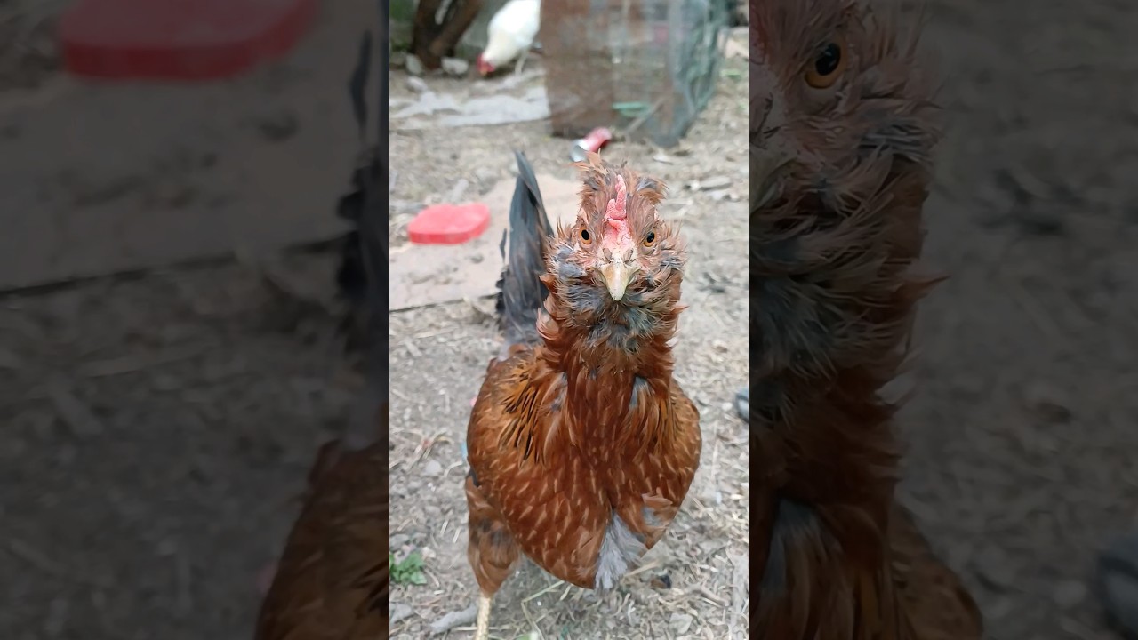 Beautiful Galwa hen shook kara