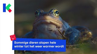 Dieren bereiden zich voor op hun winterslaap