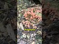 Scientists have recorded the sounds of nature