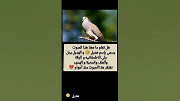 هل تعلم ما معنا هذا الصوت هديل معلومات مفيده 