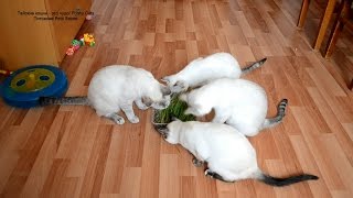 Как долго тайские кошки готовы есть траву! Улётное видео! Тайские кошки - это чудо! Funny Cats Как долго тайские кошки готовы есть траву! Улётное видео! Тайские кошки - это чудо! Funny Cats
