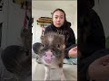 4 Hewan Biasa… Tapi Ternyata Jenius!🧠🐾