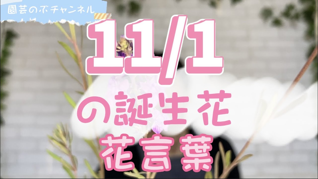 11/1の誕生花と花言葉【園芸のぶチャンネル】【11月】【1日 