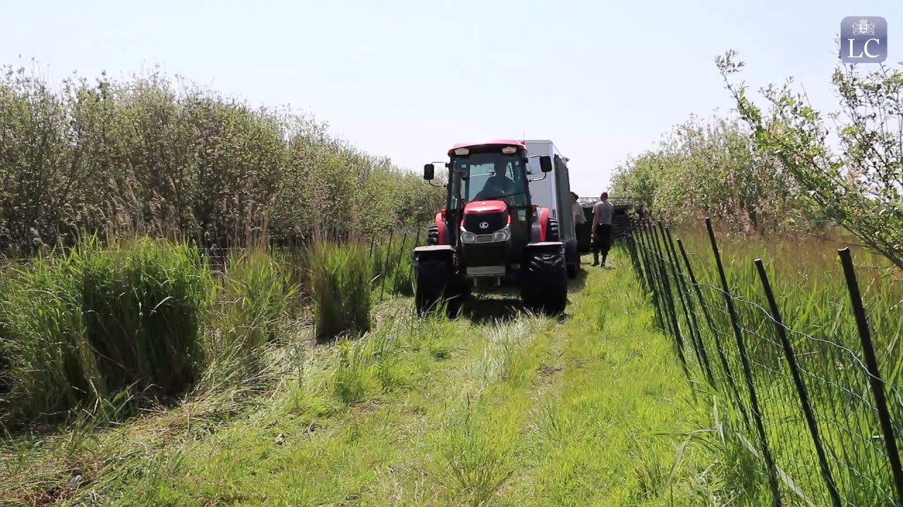 Directeur Fryske Gea: 'Dubbel gevoel bij vergassen ganzen'