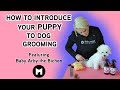 How to introduce your puppy to dog grooming