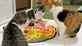 生配信後の親子猫