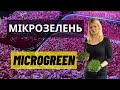 Вирощування мікрогріну / мікрозелені / How to grow microgreen / Выращивание микрозелени
