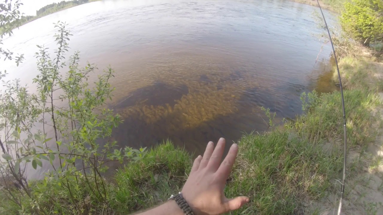 Stor harr,en gammel kjenning.. (See description) - YouTube