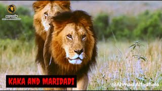 Recordando A Kaka Y Maridadi Remembering Kaka And Maridadi