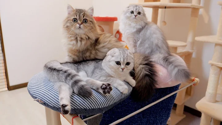 Watch the video about A kitten's adorable reaction when his favorite bed gets washed!