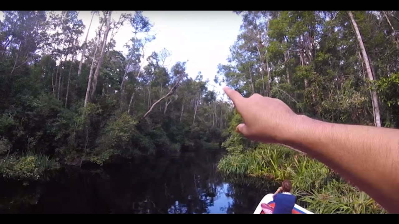 [Vlog] Explorando a floresta de Bornéu