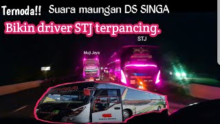 Ternoda!! suara maungan Dewi Sri SINGA bikin driver STJ terpancing.