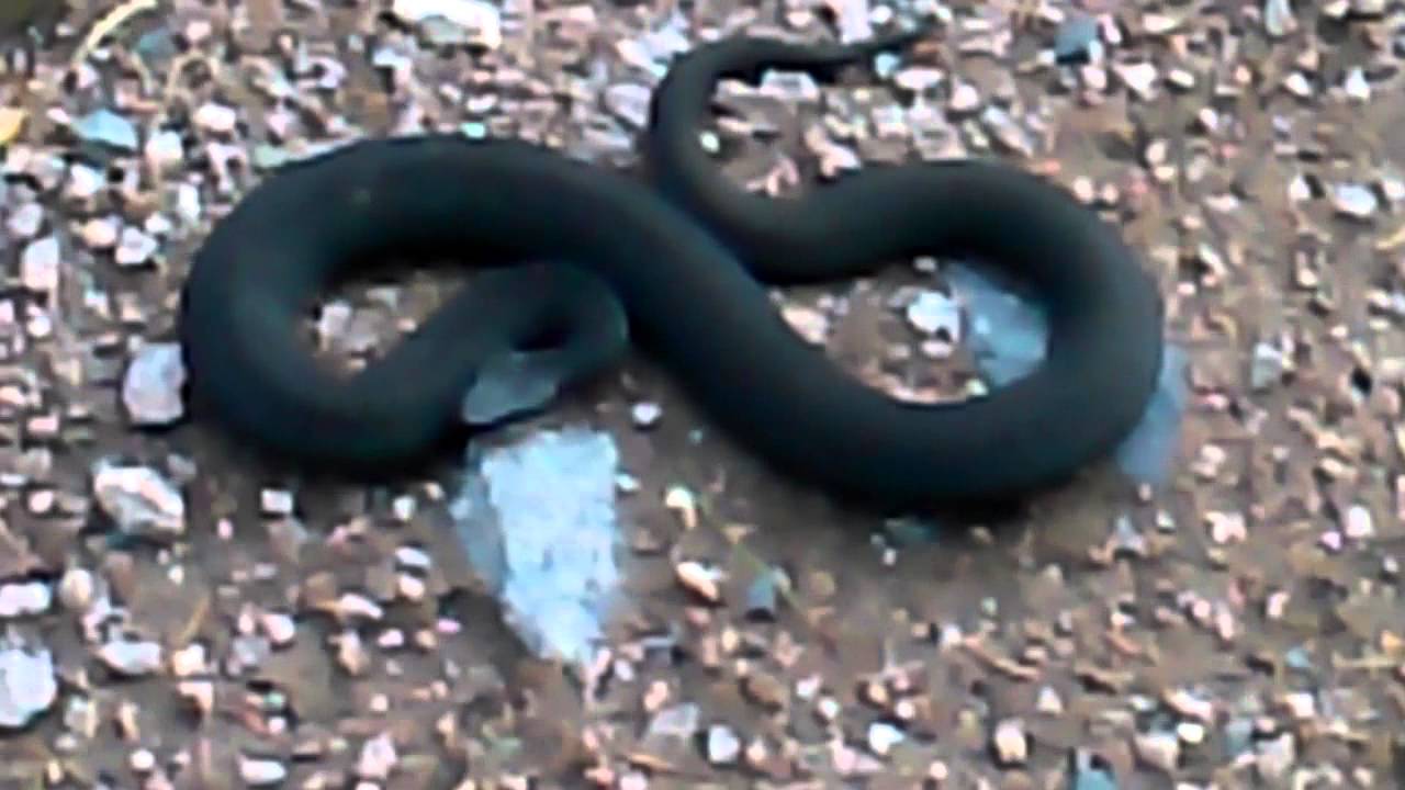 Huggorm -Black Adder - Vipera berus - YouTube