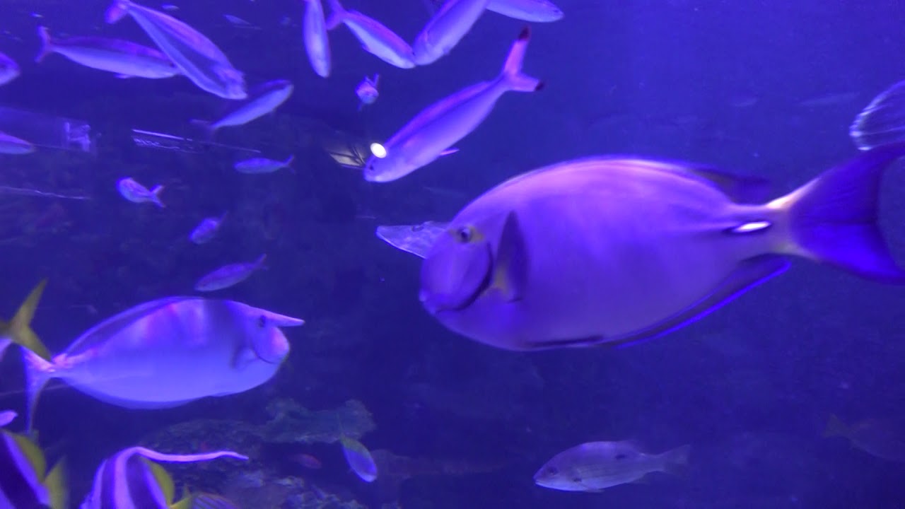 メガネモチノウオやシャベルノーズギターフィッシュのいる水槽 イッテq水族館 アクアミュージアム 横浜 八景島シーパラダイスに行って来ました Youtube