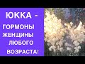 ЮККА-ГОРМОН ДЛЯ ЖЕНЩИНЫ