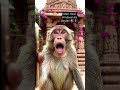 🐒 Bandar Bana YouTuber 😱 | Vrindavan Monkey Vlog #shorts