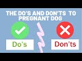 THE DO’S AND DON’TS TO PREGNANT DOG | EXPLAINED WHY!