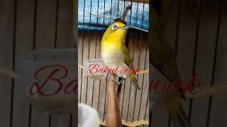 Download Lagu Kicau Pleci montanus bahan ombyokan masih muda/bereng sudah buka paruh MP3