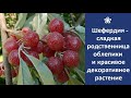 ❀ Шефердия – не только сладкая родственница облепихи, но и красивое декоративное растение