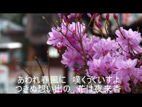 夜来香（昭和25年）インスツルメンツ（最後の夜来香の写真は”季節の花 ３００”から）