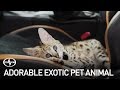 A Very Adorable Exotic Pet Animal ft. the Scion FR-S Release Series 2.0
