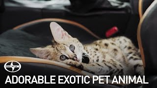 A Very Adorable Exotic Pet Animal ft. the Scion FR-S Release Series 2.0