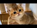 Cute british babies are exploring the cat tree  lux paw cattery