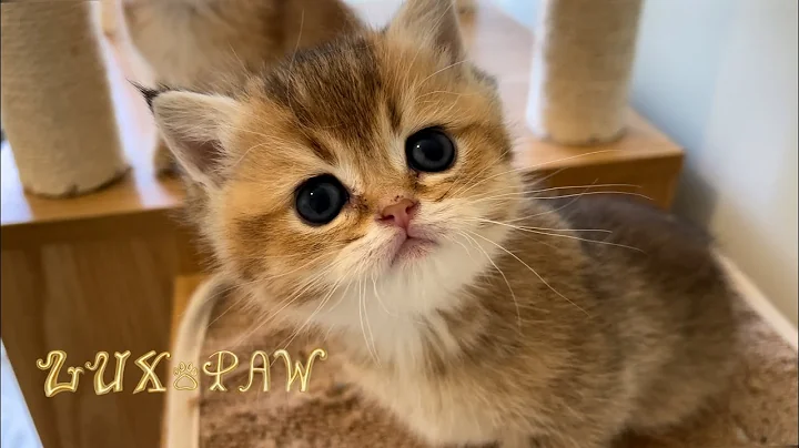 Video 2170781: breed british shorthair, cute baby cat british, cat cute explore, cattery