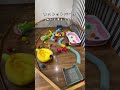 フェレットワールド中野店に行ったらめちゃくちゃ気の合うフェレがいた。