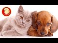 Cute Funny Cats and Dogs Compilation - 01
