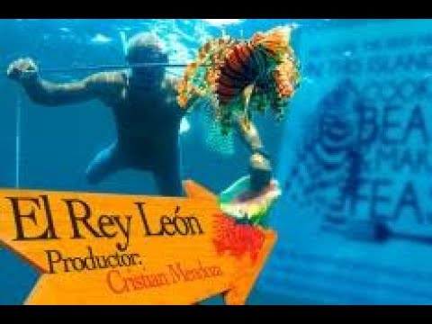 Video: Rey del arrecife? No tan rápido, pez león