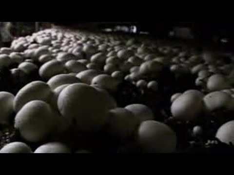 urban-chef-visits-local-fresh-mushroom-farm---bbc