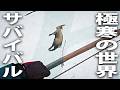 極寒の世紀末世界でサバイバル！深刻な食料不足【 The Long Dark #56 】