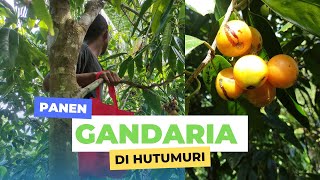 Gandaria Paling Enak Dimakan Langsung di Atas Pohonnya, Gandaria Opa Loli di Hutumuri