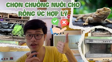 Chọn chuồng nuôi cho rồng Úc hợp lý; trong nhà và ngoài trời/ Bearded dragons’ enclosure selection