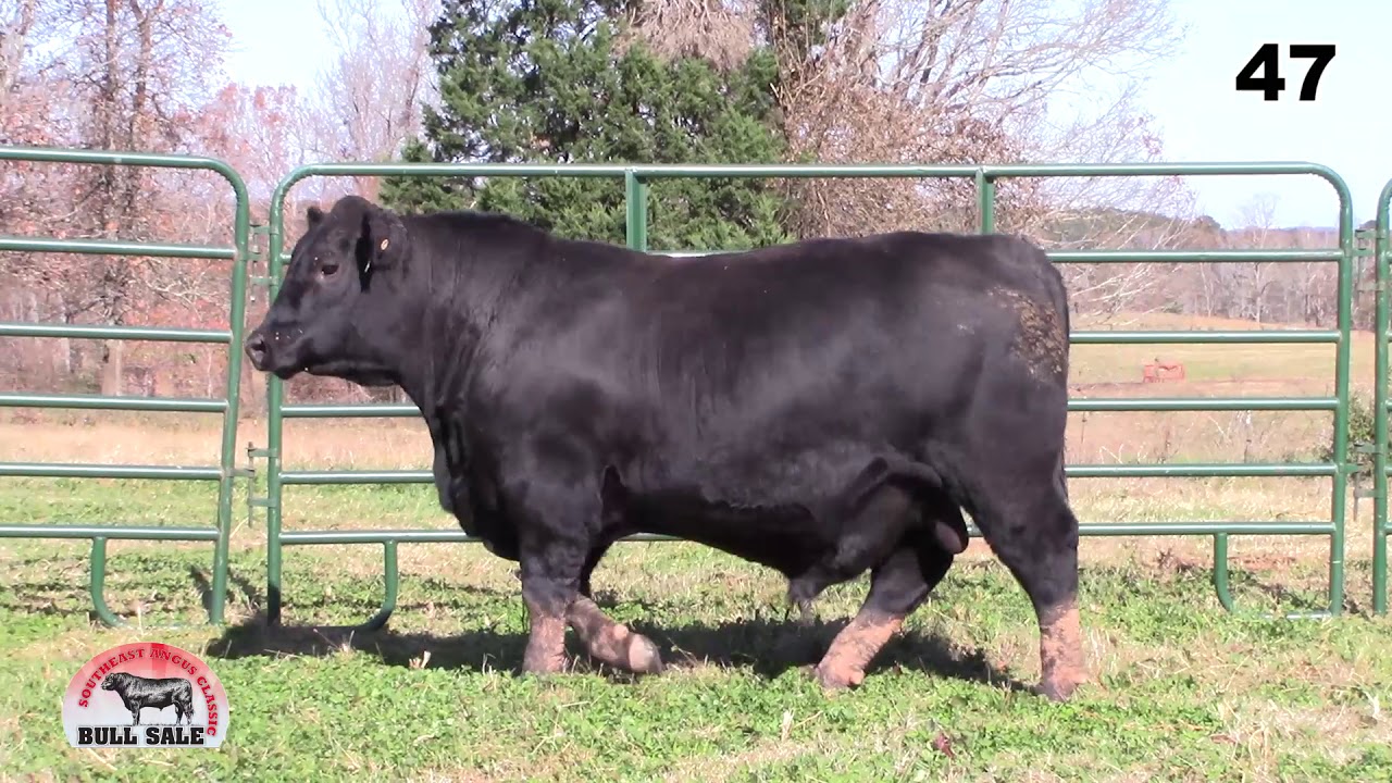 angus tasty Southeast Angus Classic Lot 47
