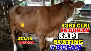 CHARACTERISTICS OF A 7-MONTH PREGNANT COW WITH SUPER THICK SKIN